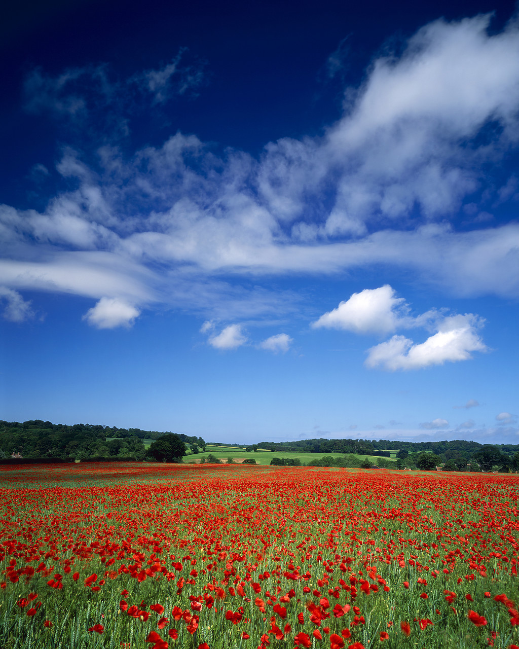 #040132-2 - Poppy Field, near Holt, Norfolk, England