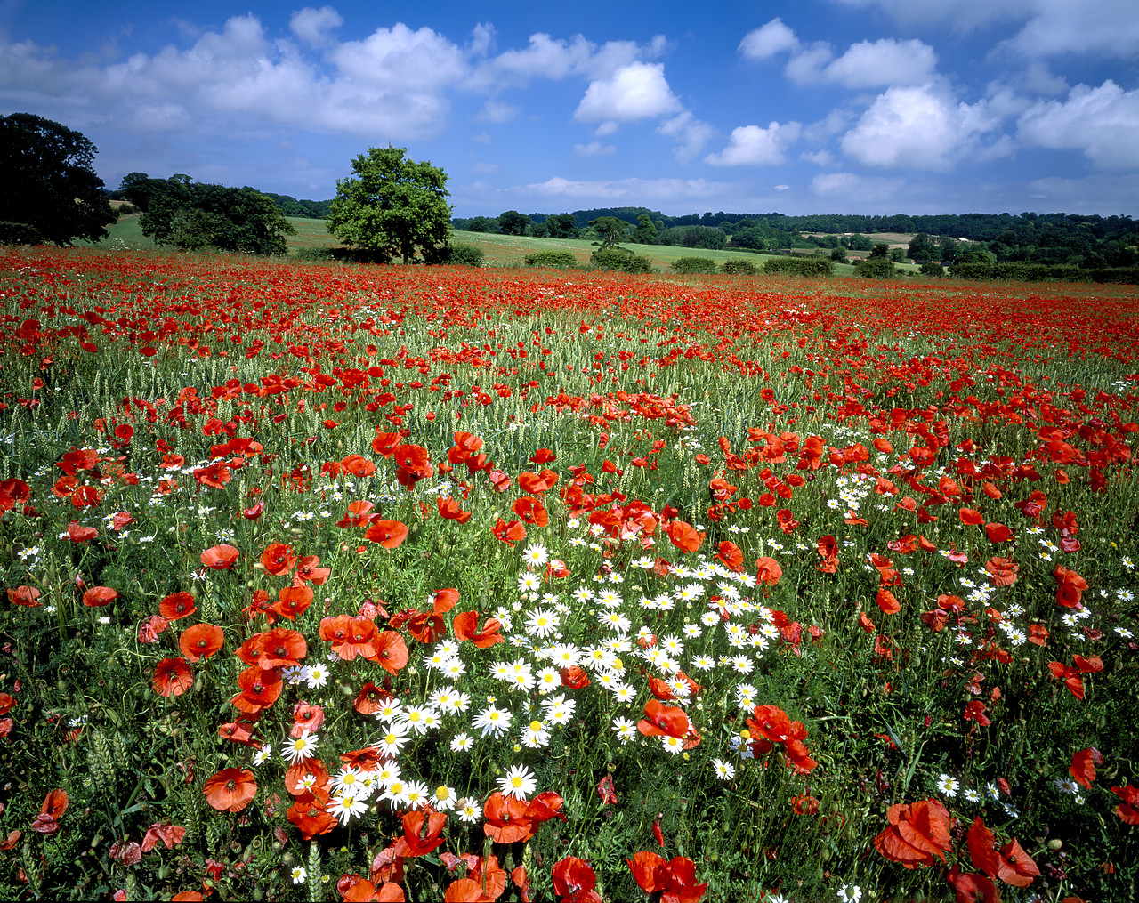 #040193-5 - Field of Poppies, near Holt, Norfolk, England