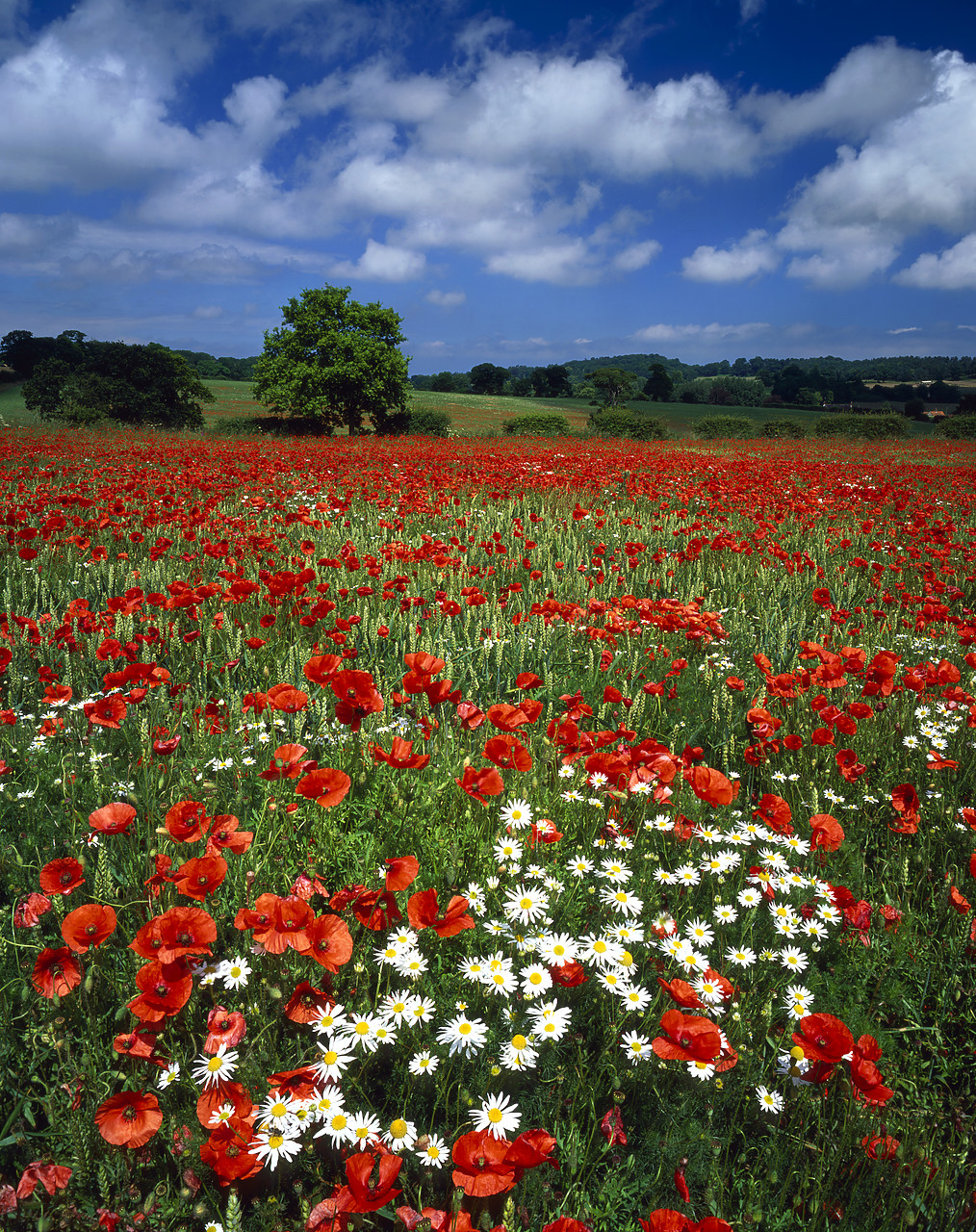 #040193-7 - Field of Poppies, near Holt, Norfolk, England