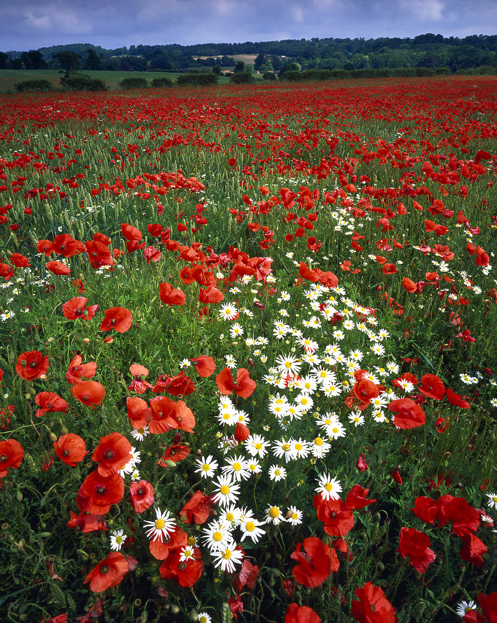 #040193-9 - Field of Poppies, near Holt, Norfolk, England