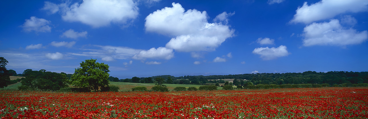 #040194-2 - Field of Poppies, near Holt, Norfolk, England