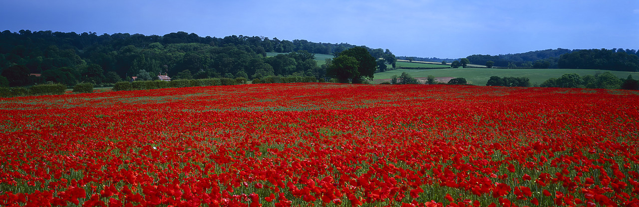 #040195-1 - Field of Poppies, near Holt, Norfolk, England