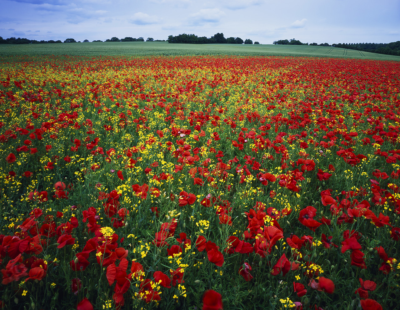 #040196-2 - Field of Poppies, Wethersfield, Essex, England