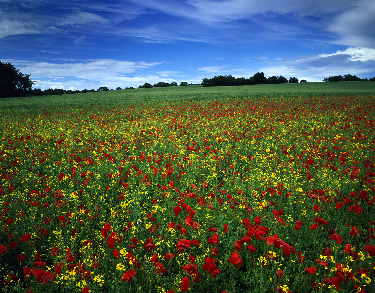 #040197-3 - Field of Poppies, Wethersfield, Essex, England