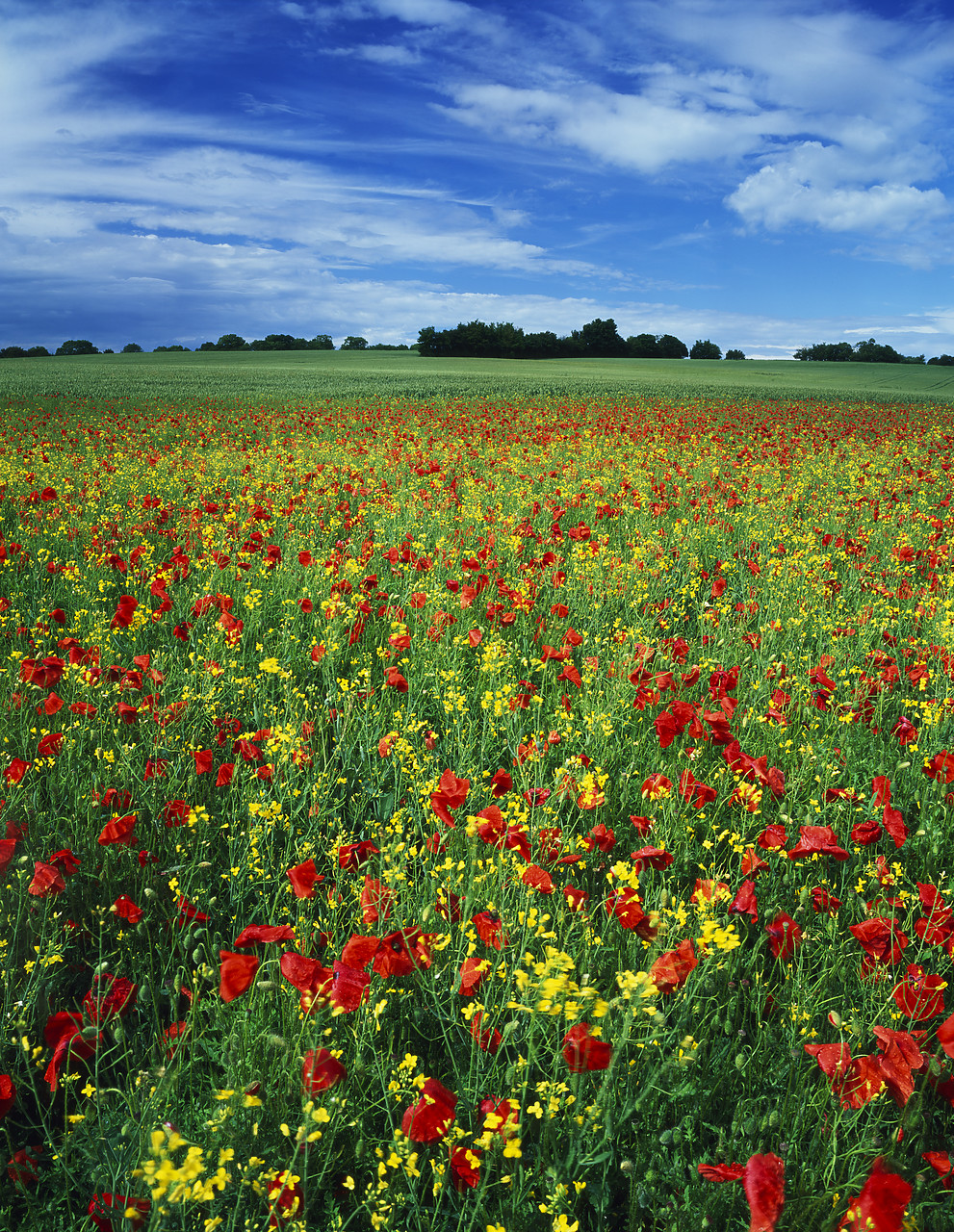 #040197-5 - Field of Poppies, Wethersfield, Essex, England