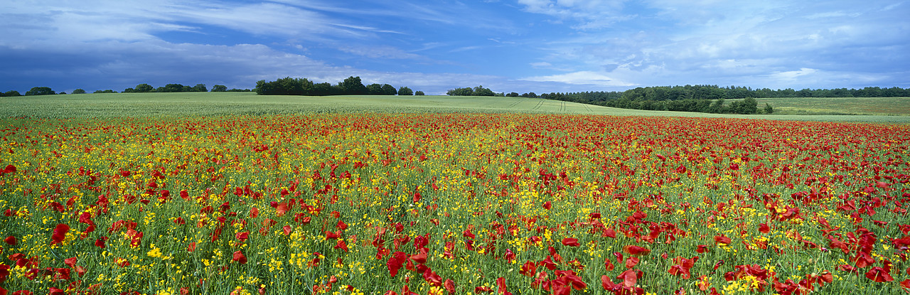 #040197-7 - Field of Poppies, Wethersfield, Essex, England
