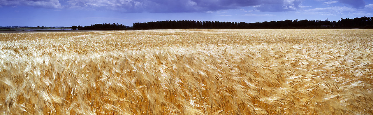 #040217-2 - Field of Barley, Snape, Suffolk, England