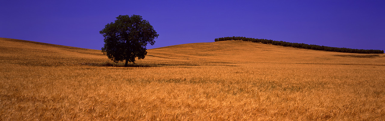 #050107-1 - Tree in Field of Barley, near Setenil, Andalusia, Spain
