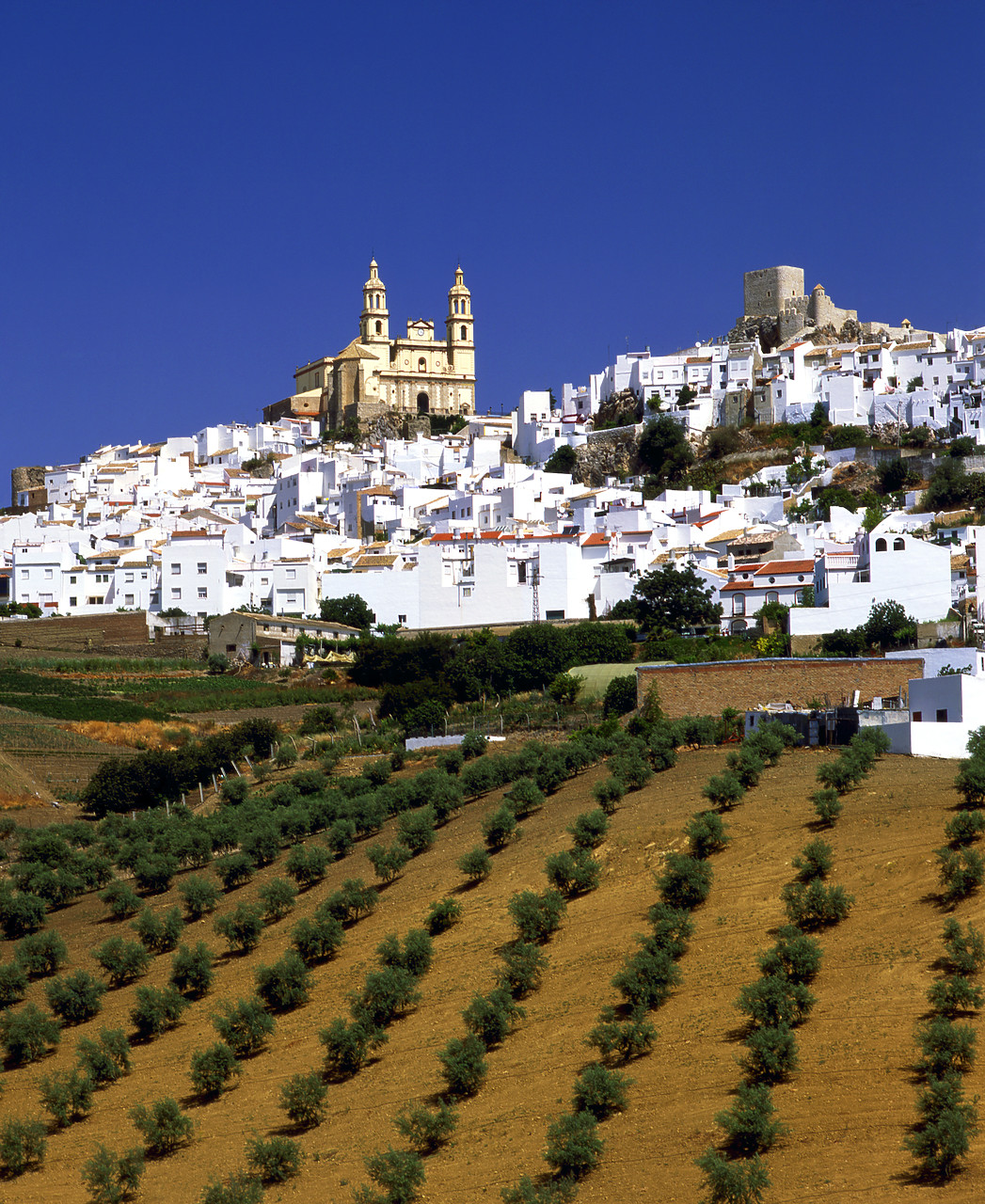#050164-1 - White-Washed Hill Top Town & Olive Grove, Olvera, Andalusia, Spain