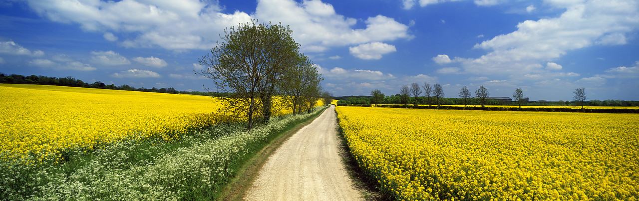 #050204-7 - Road through Fields of Oilseed Rape, near Barrington, Cambridgeshire, England