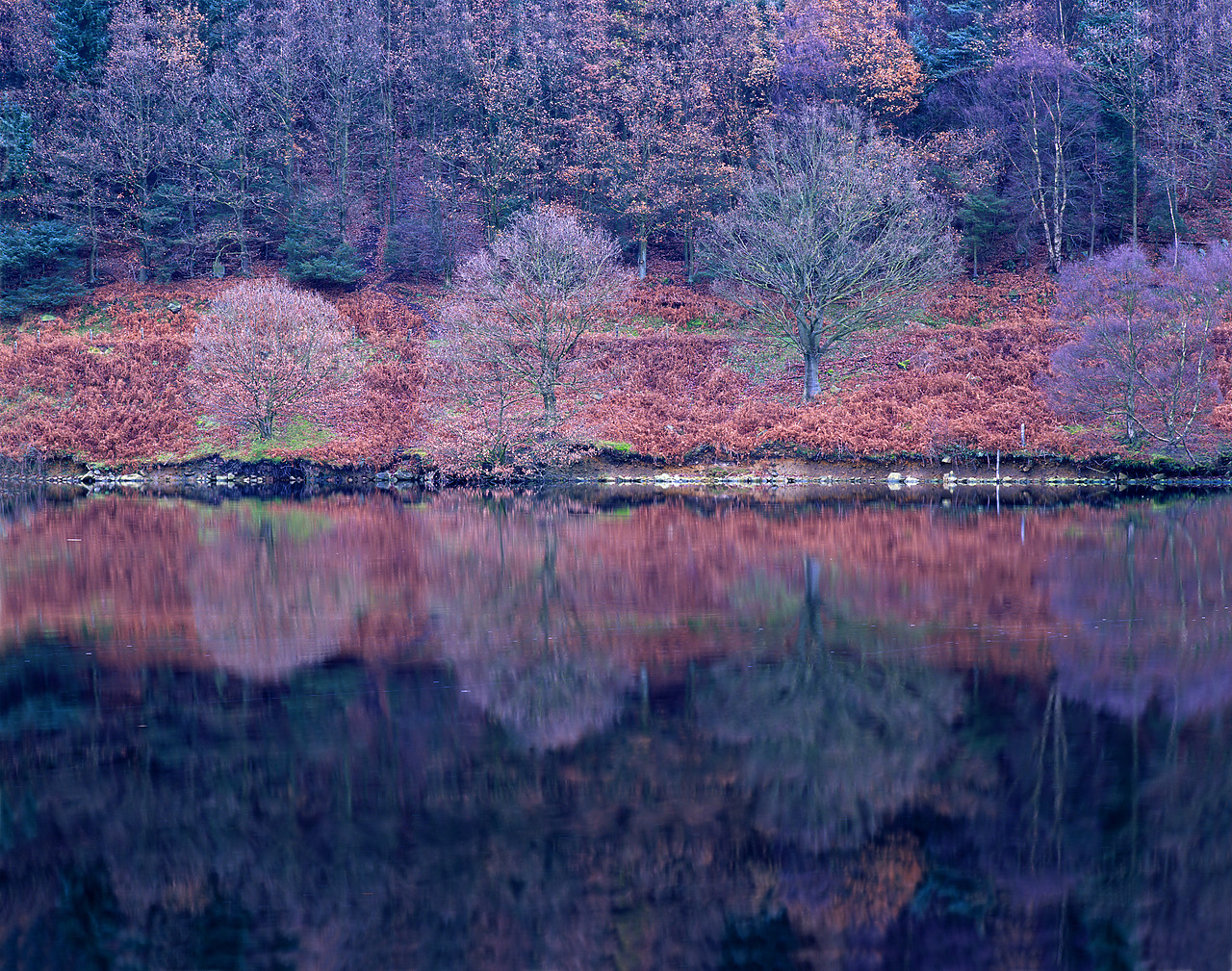 #050216-1 - Trees Reflecting in Ladybower Reservoir, Derbyshire, England