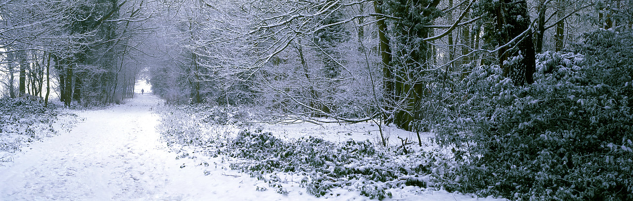 #050318-2 - Quebec Wood in Winter, near East Dereham, Norfolk, England