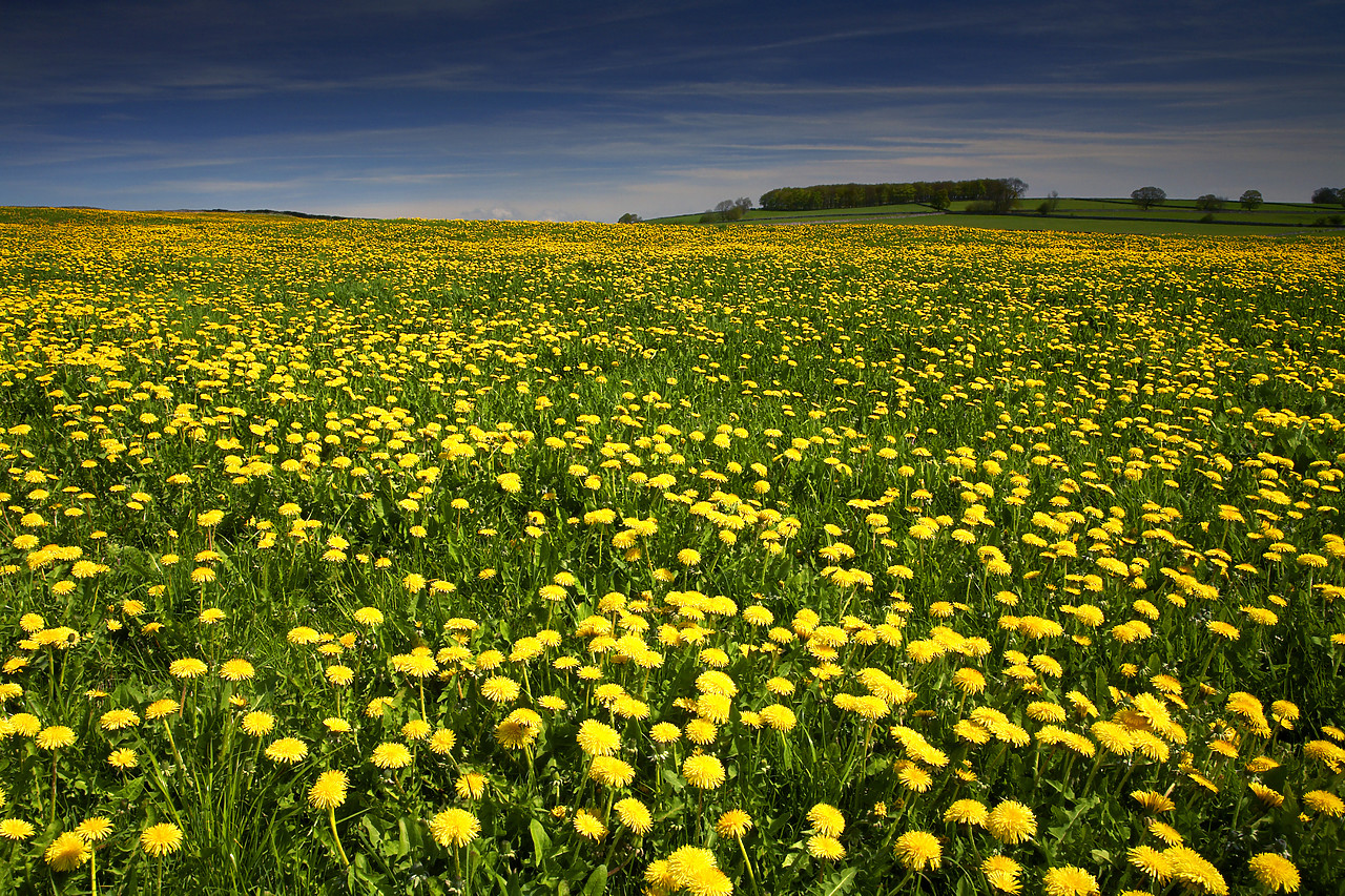 #060192-1 - Field of Dandelions, near Monyash, Peak District National Park, Derbyshire, England