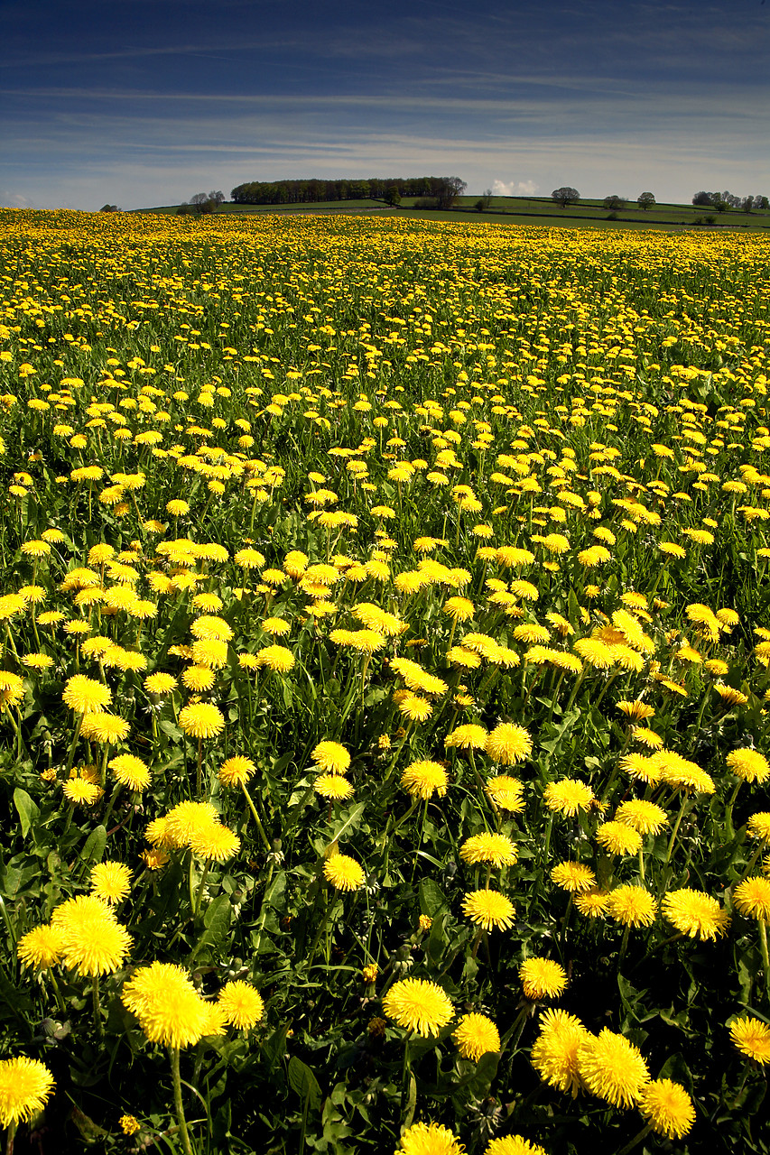 #060192-2 - Field of Dandelions, near Monyash, Peak District National Park, Derbyshire, England