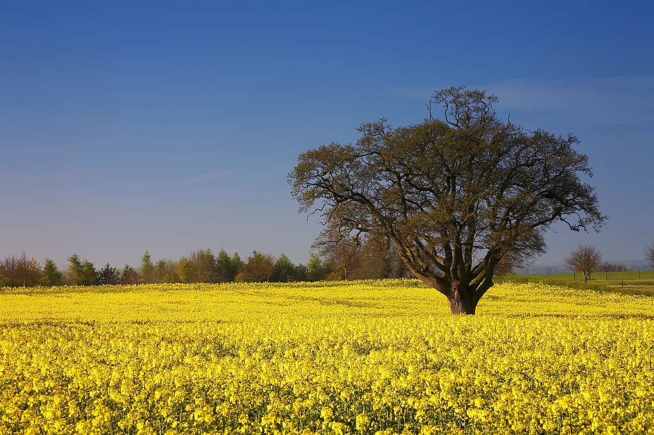 #060230-1 - Oak Tree in Field of Rape, Stoke Holy Cross, Norfolk, East Anglia, England