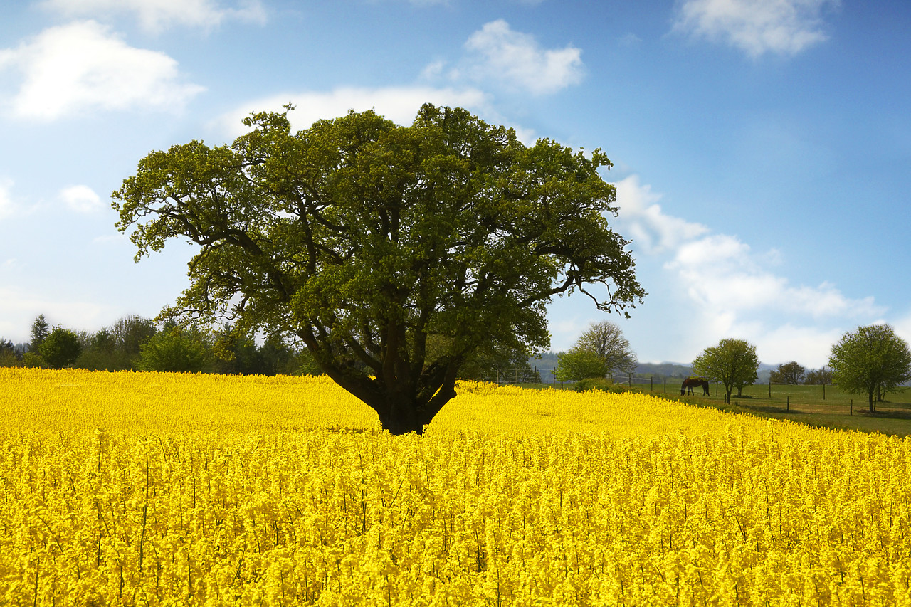 #060231-1 - Oak Tree in Field of Rape, Stoke Holy Cross, Norfolk, East Anglia, England
