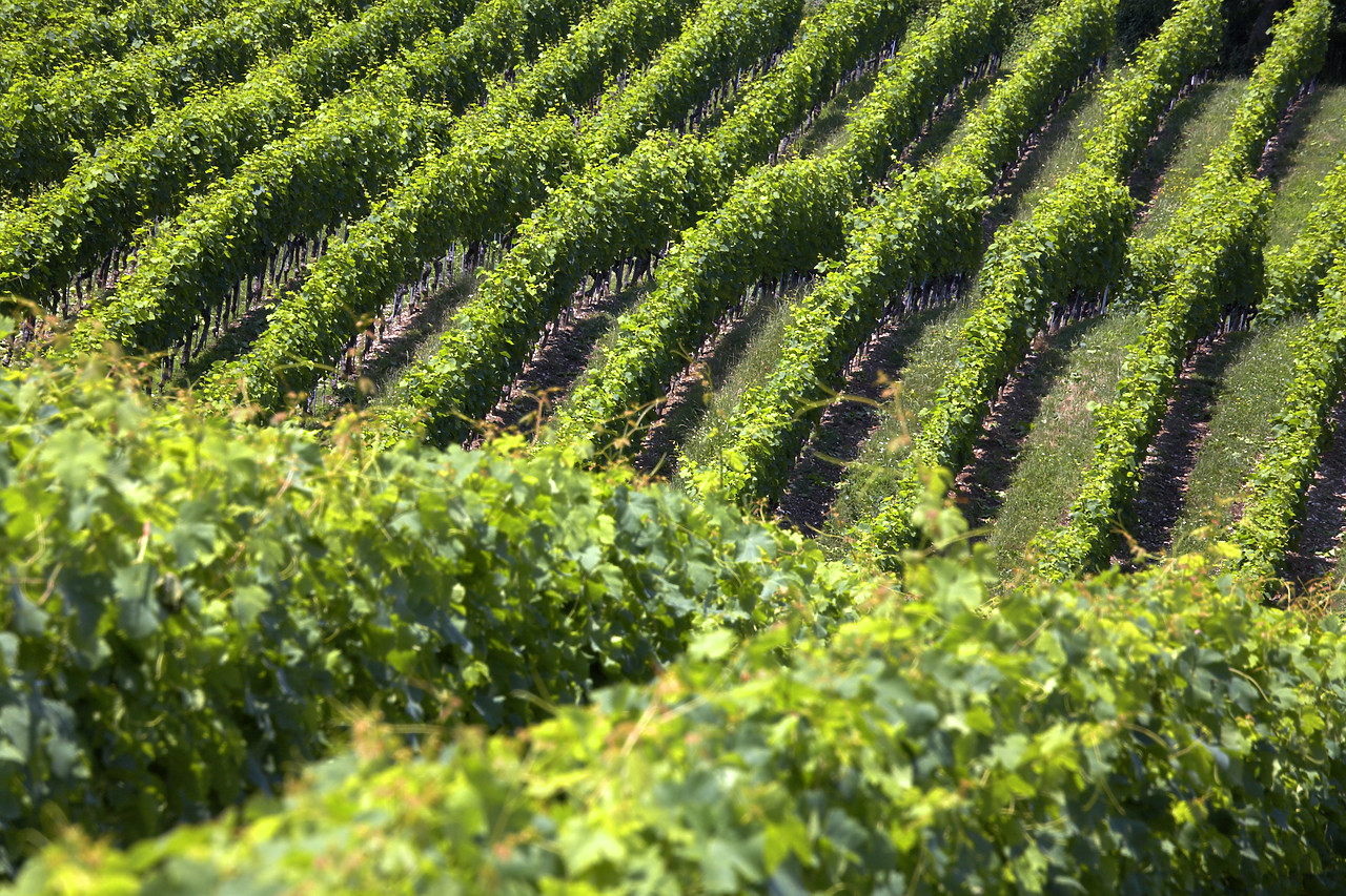 #060395-3 - Rows of Grape Vines, Switzerland