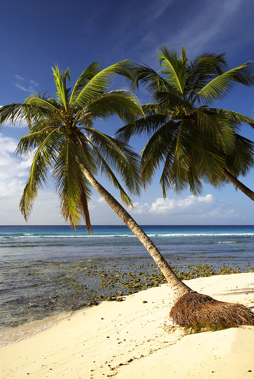 #060658-2 - Palm Trees, Barbados, West Indies