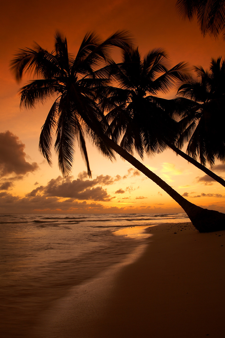 #060659-3 - Palm Trees at Sunset, Barbados, West Indies