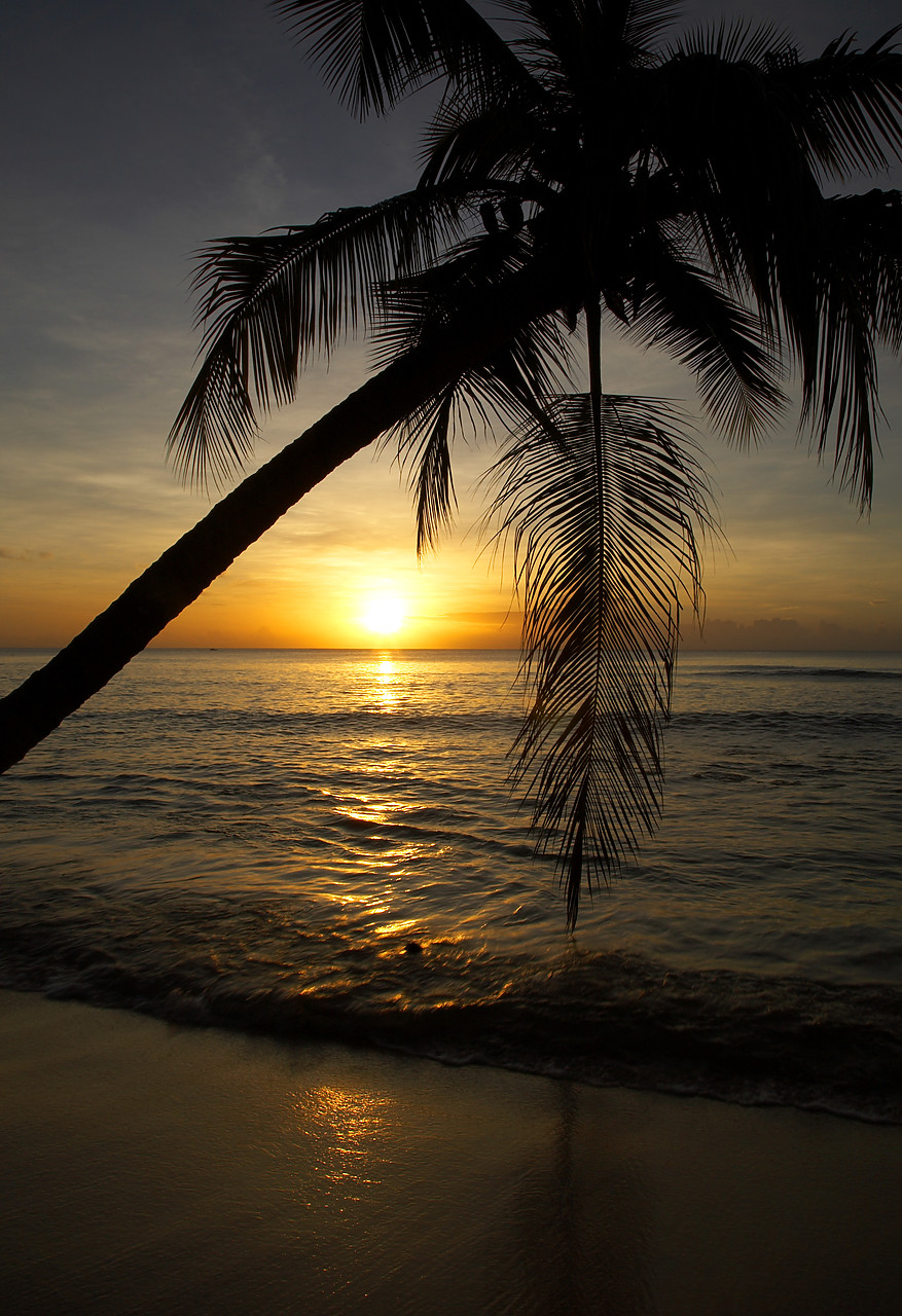 #060673-2 - Silhouetted Palm at Sunset, Mullins Bay, Barbados, West Indies