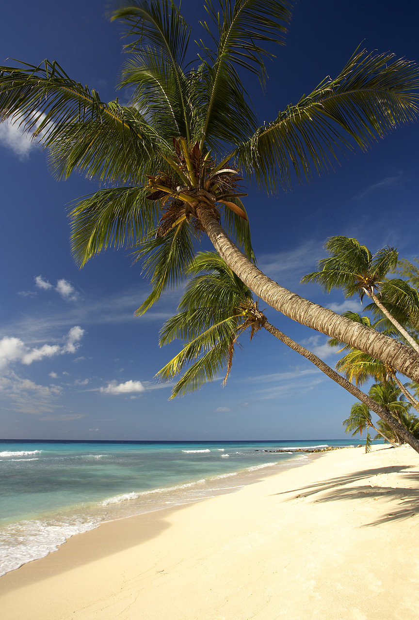 #060677-2 - Palm Trees, Oistins Bay, Barbados, West Indies