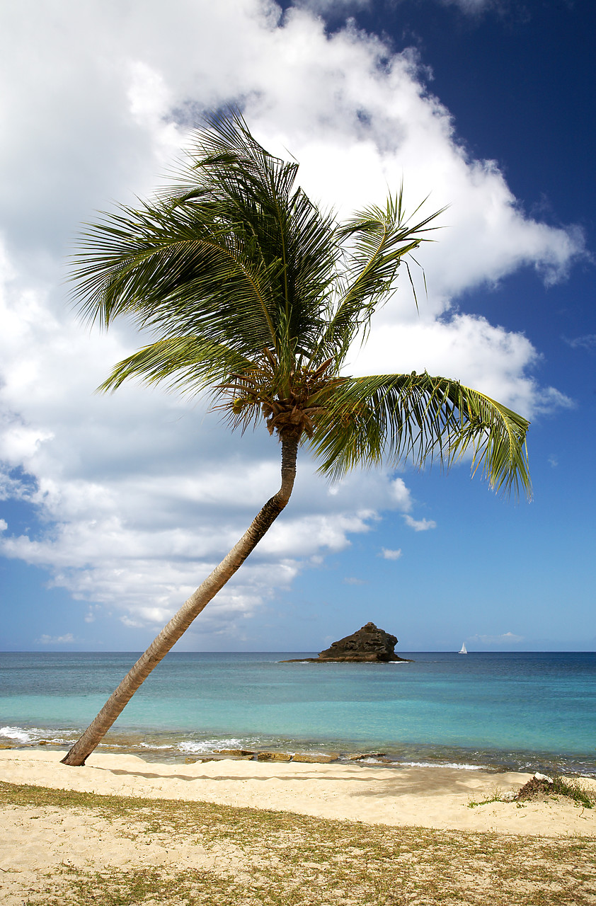 #070018-2 - Palm Tree on Hawksbill Bay, Antigua, Caribbean, West Indies