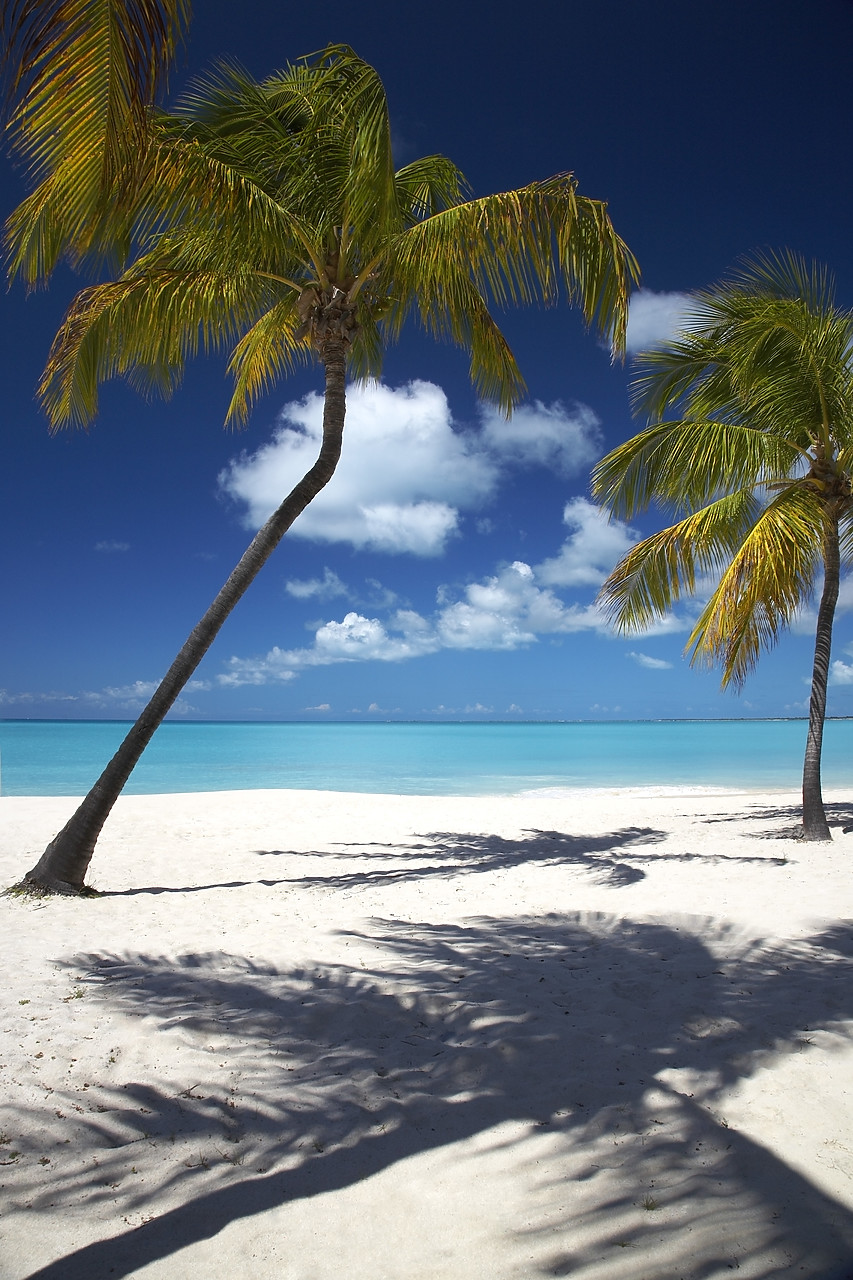 #070061-2 - Palm Tree & Shadows, Barbuda, Caribbean, West Indies