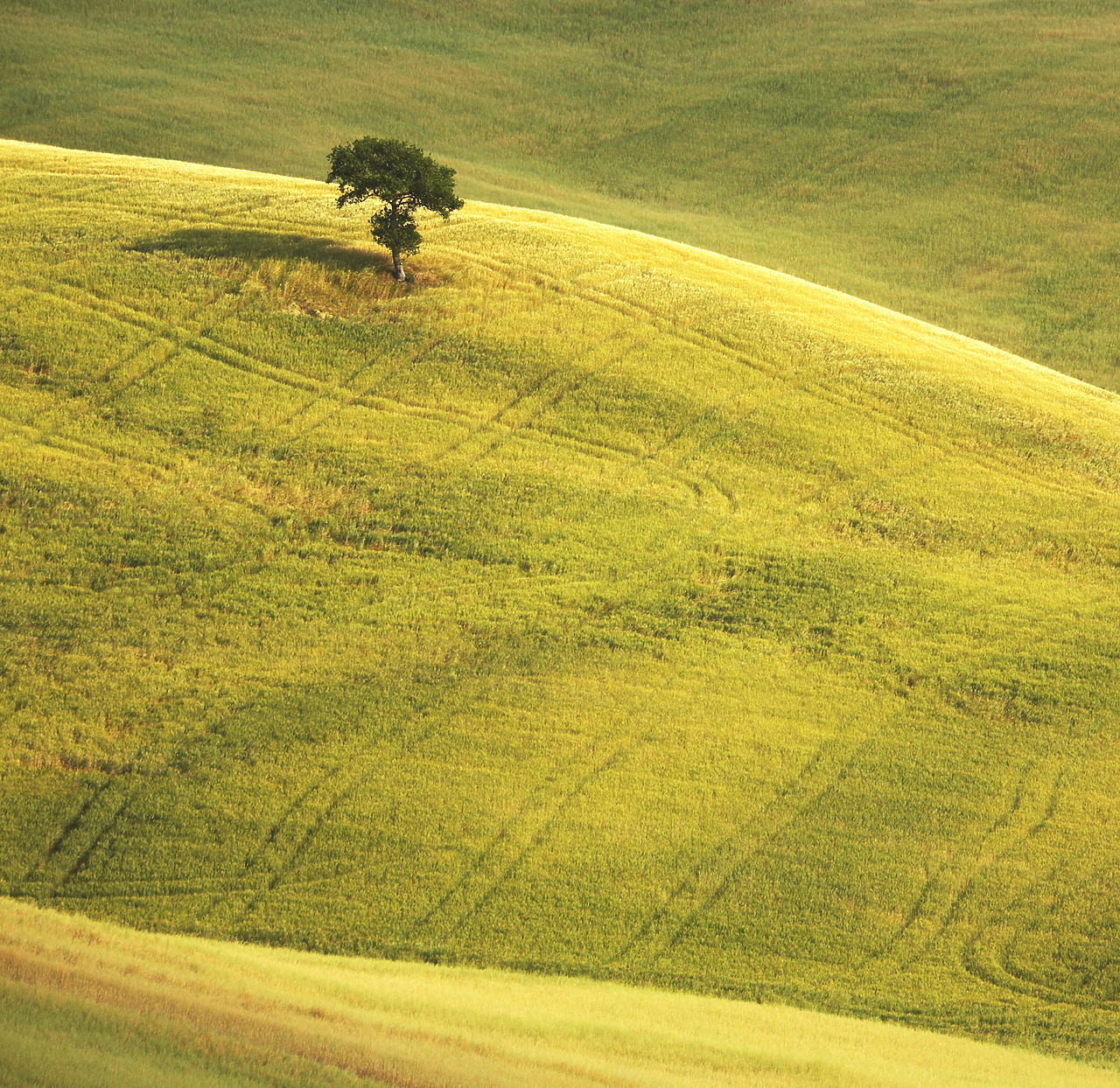 #070154-1 - Lone Tree in Landscape, near Pienza, Tuscany, Italy