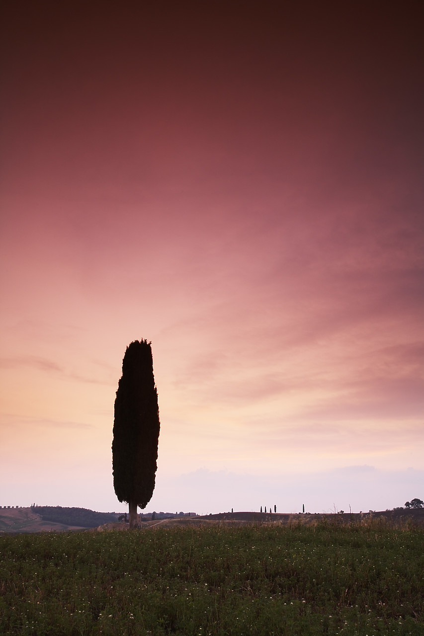 #070156-3 - Cypress Tree at Sunset, Val d' Orcia, Tuscany, Italy