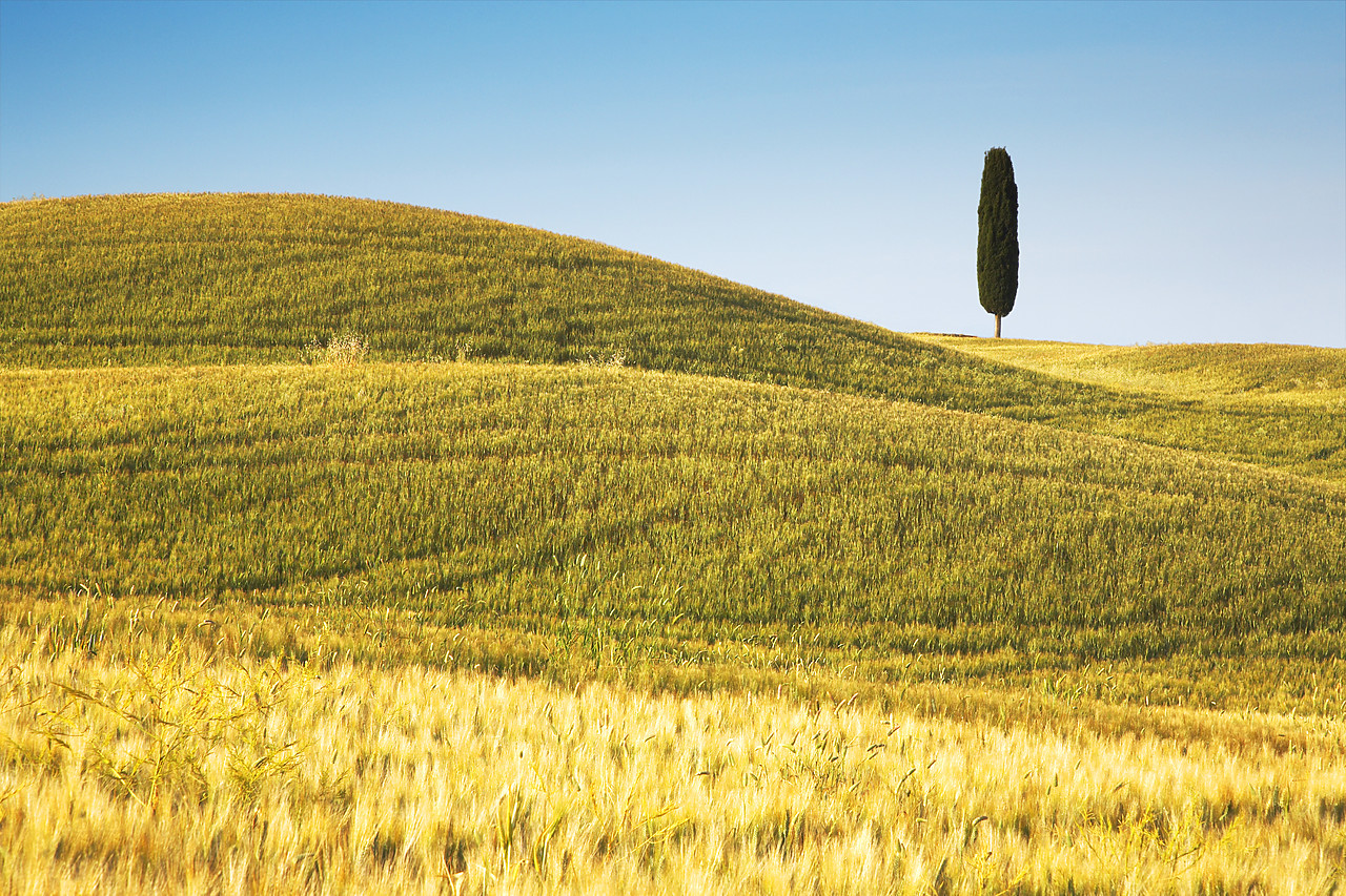 #070164-2 - Lone Cypress Tree in Field of Barley, Pienza, Tuscany, Italy