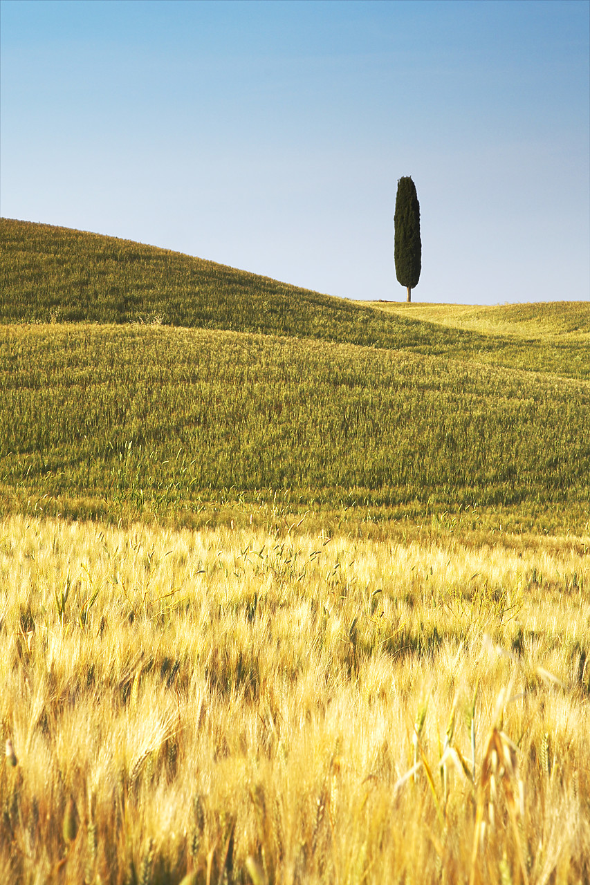 #070164-3 - Lone Cypress Tree in Field of Barley, Pienza, Tuscany, Italy