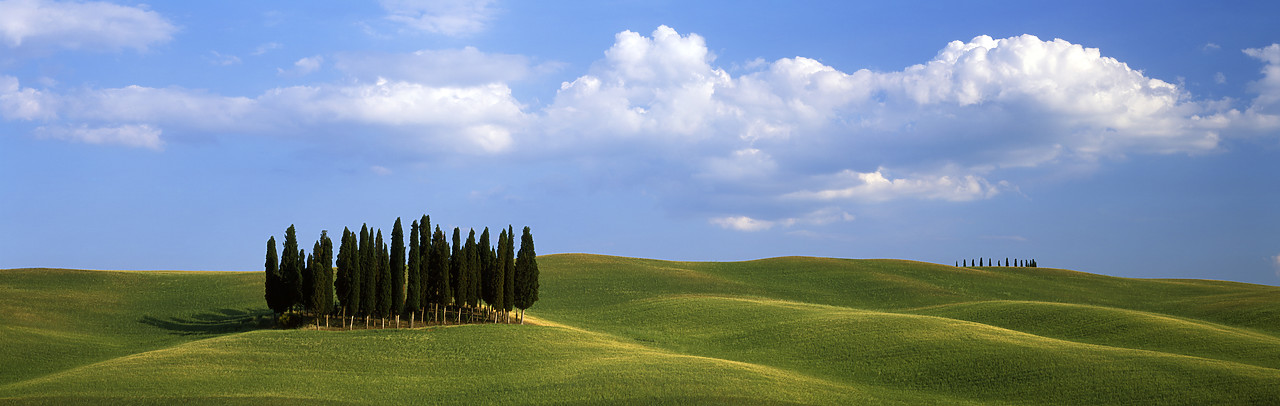 #070168-3 - Cypress Trees in Farmland, San Quirico, Tuscany, Italy