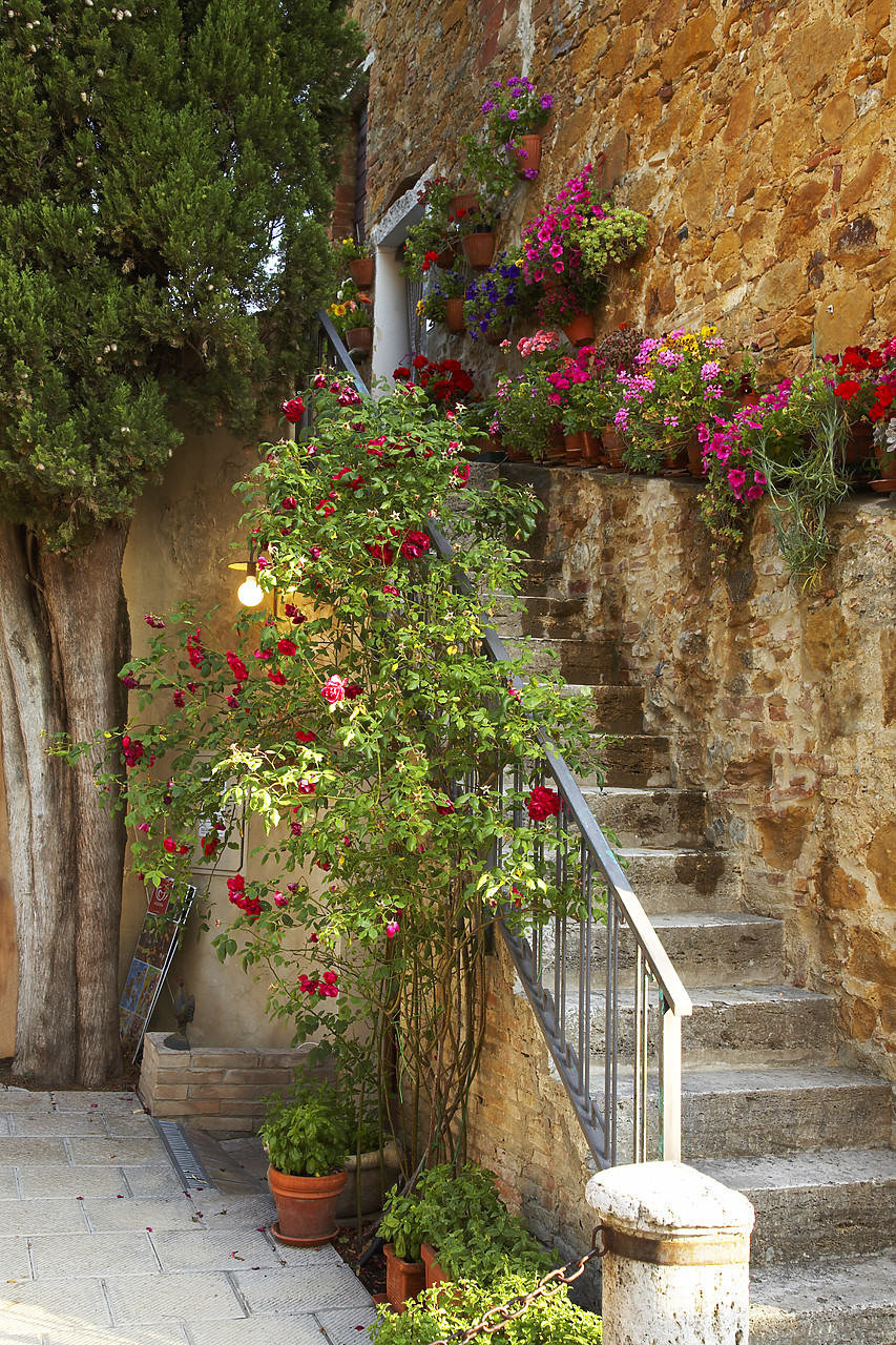 #070173-1 - Flower Staircase, Montisi, Tuscany, Italy