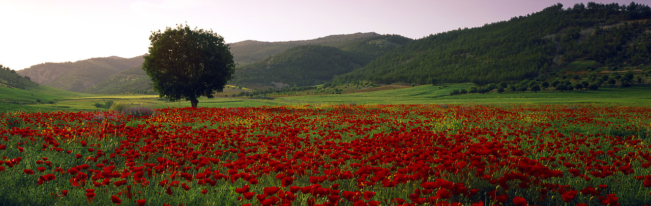 #070242-3 - Lone Tree in Field of Poppies, near Adiyaman, Turkey