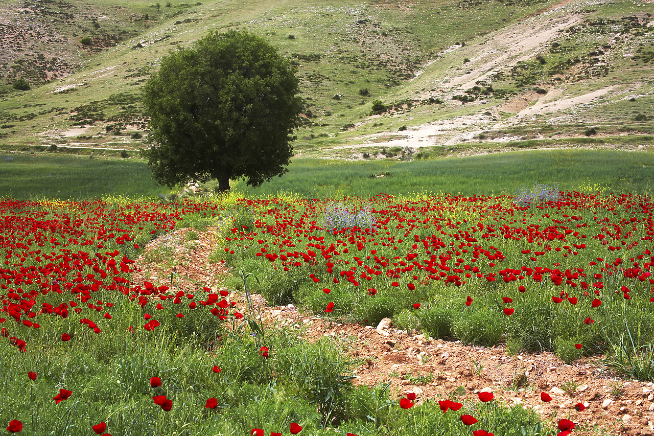 #070245-1 - Path Leading to Lone Tree in Field of Poppies, near Adiyaman, Turkey