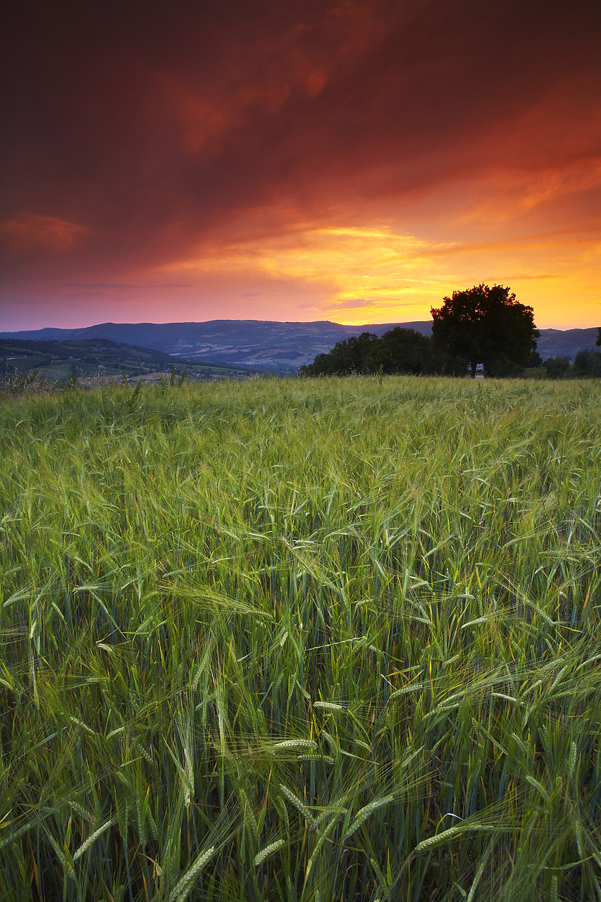 #080084-1 - Sunset over Field of Barley, near Todi, Umbria, Italy
