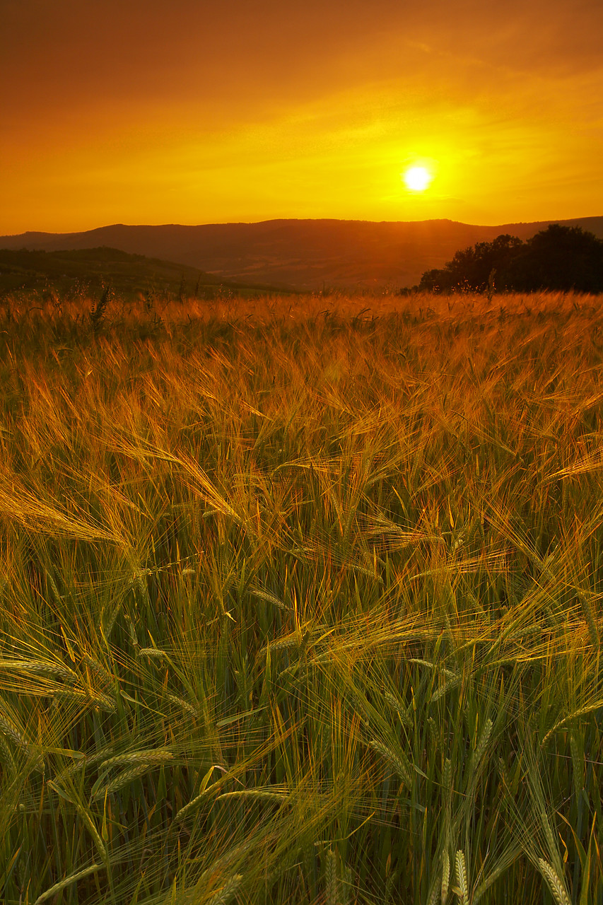 #080085-1 - Sunset over Field of Barley, near Todi, Umbria, Italy