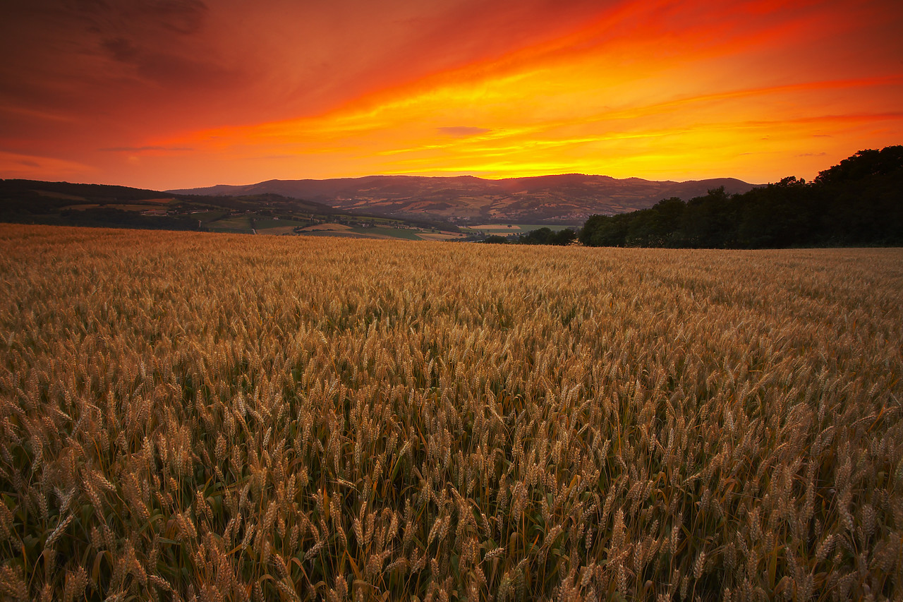 #080086-1 - Sunset over Field of Wheat, near Todi, Umbria, Italy