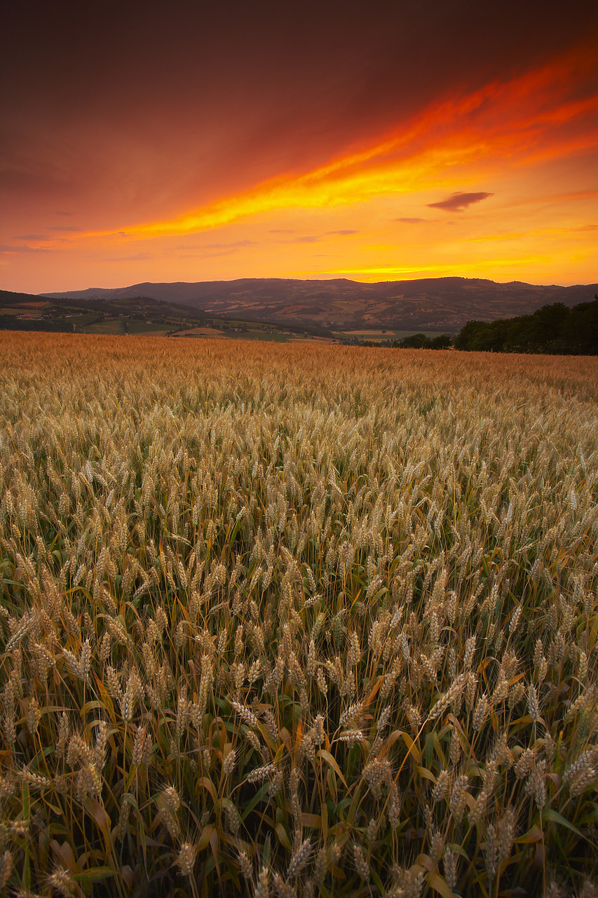 #080086-2 - Sunset over Field of Wheat, near Todi, Umbria, Italy