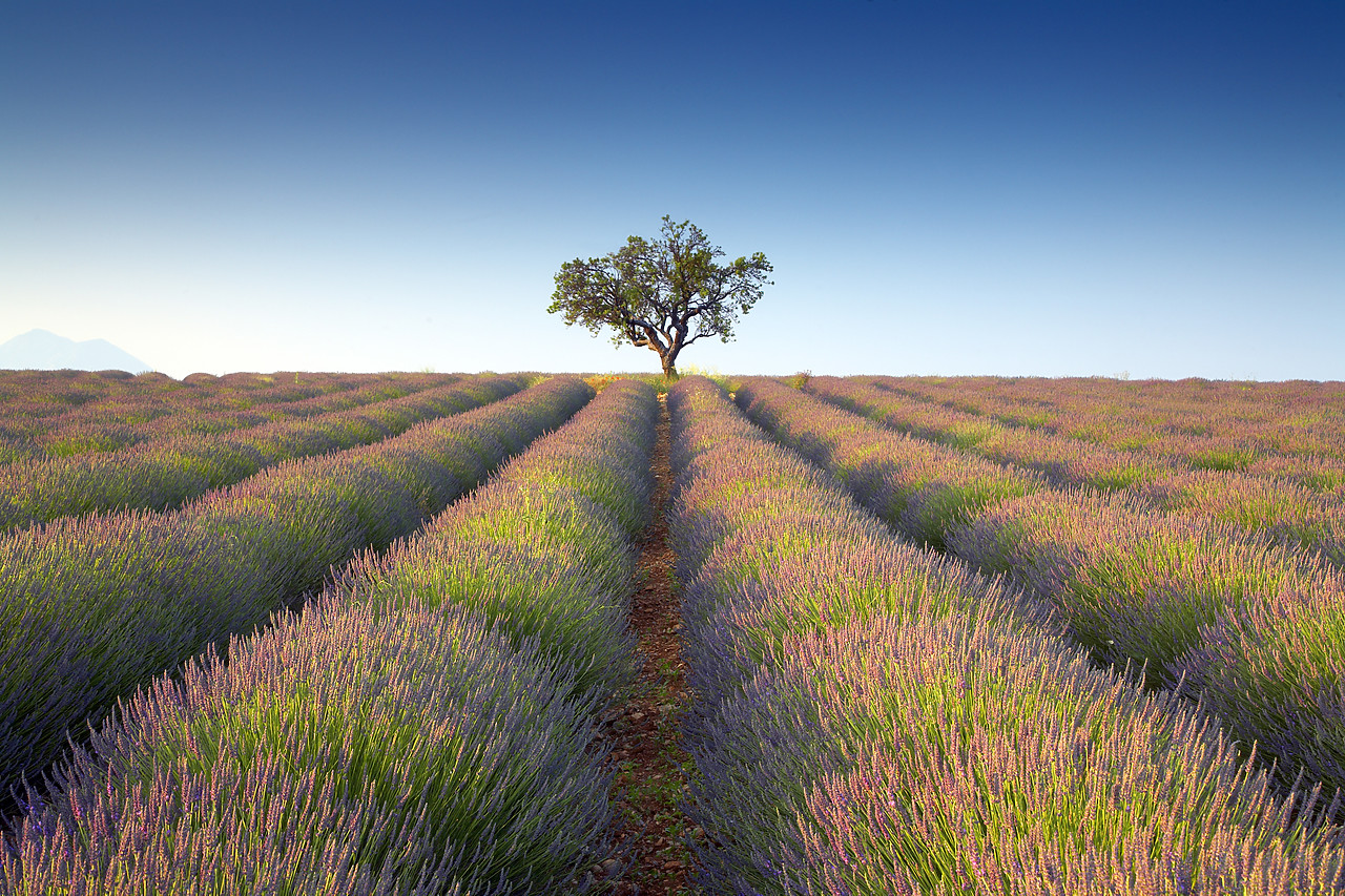 #080125-1 - Lone Tree in Field of Lavender, near Puimoisson, Alpes de Haute, Provence, France