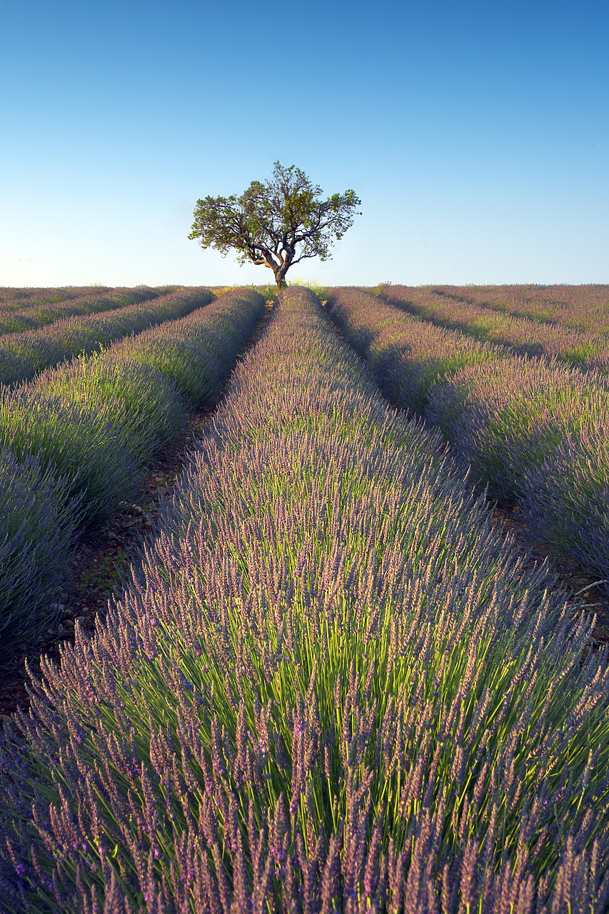 #080125-2 - Lone Tree in Field of Lavender, near Puimoisson, Alpes de Haute, Provence, France