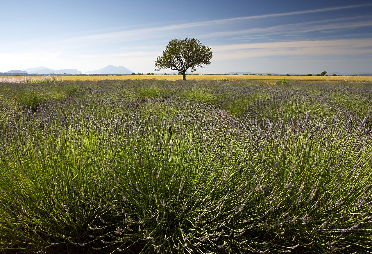 #080126-1 - Lone Tree in Field of Lavender, near Puimoisson, Alpes de Haute, Provence, France