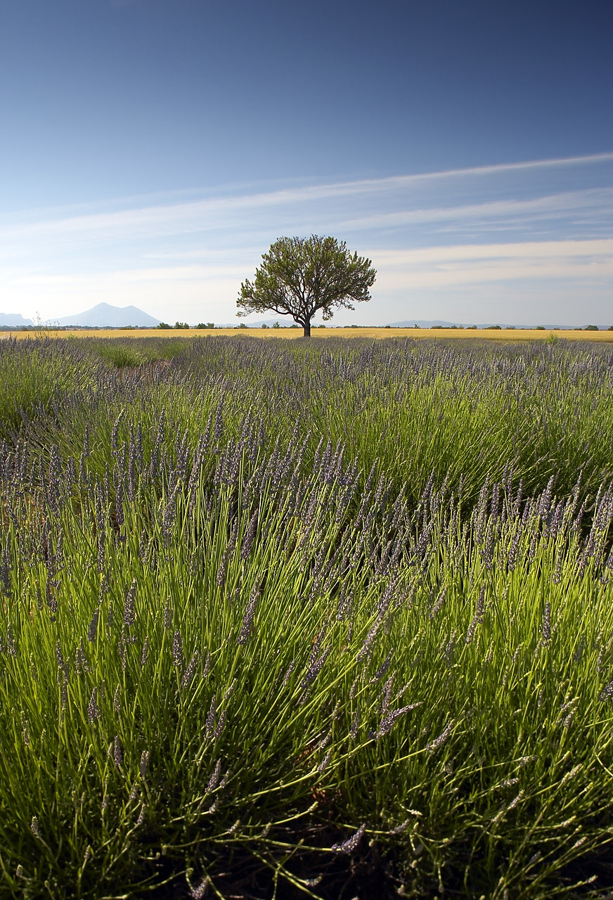 #080126-2 - Lone Tree in Field of Lavender, near Puimoisson, Alpes de Haute, Provence, France