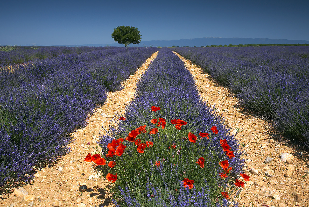#080127-1 - Lone Tree in Field of Lavender, near Valensole, Alpes de Haute, Provence, France