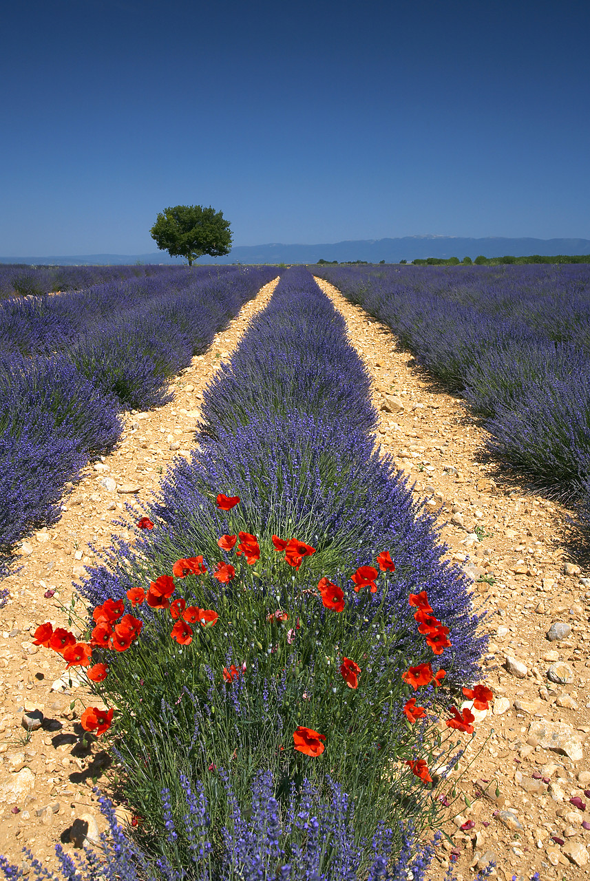 #080127-2 - Lone Tree in Field of Lavender, near Valensole, Alpes de Haute, Provence, France