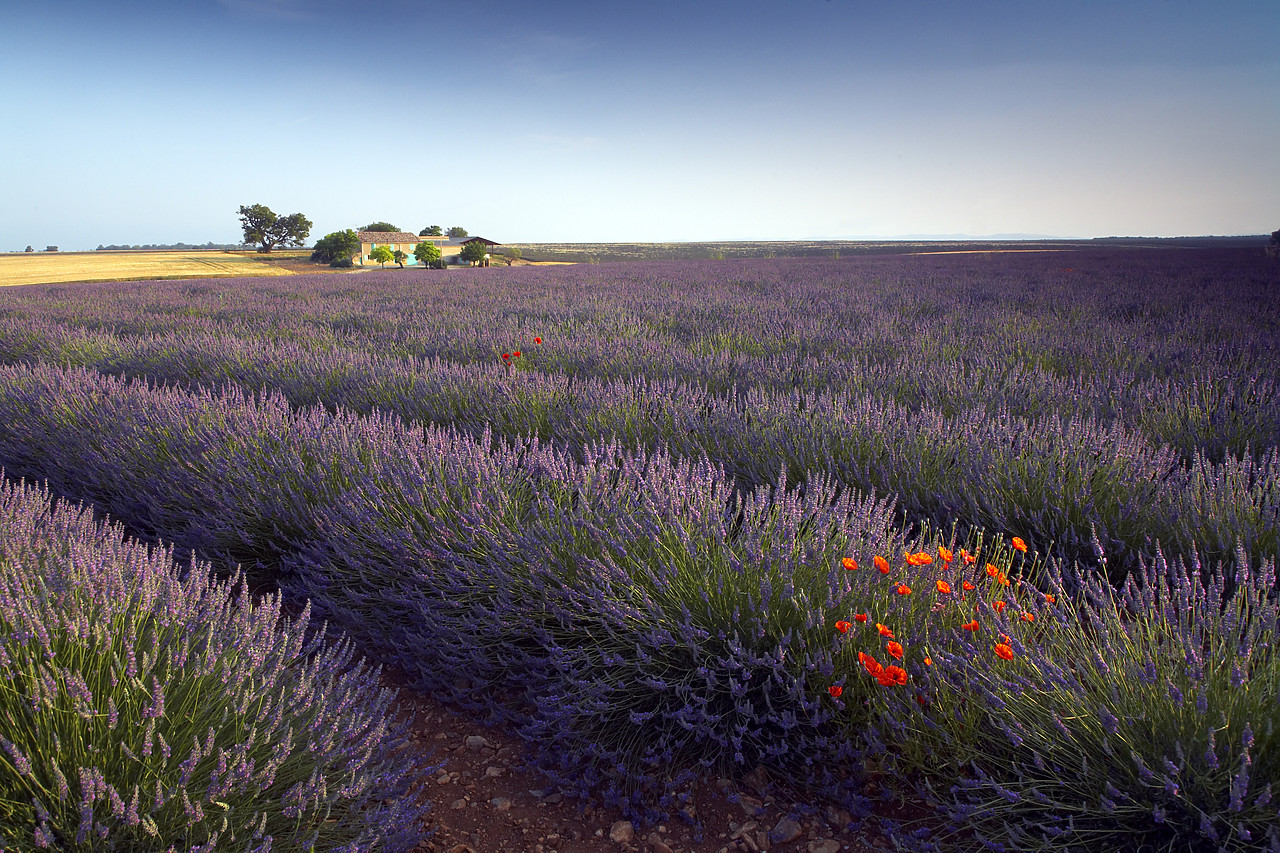 #080128-1 - Villa & Field of Lavender, near Valensole, Alpes de Haute, Provence, France