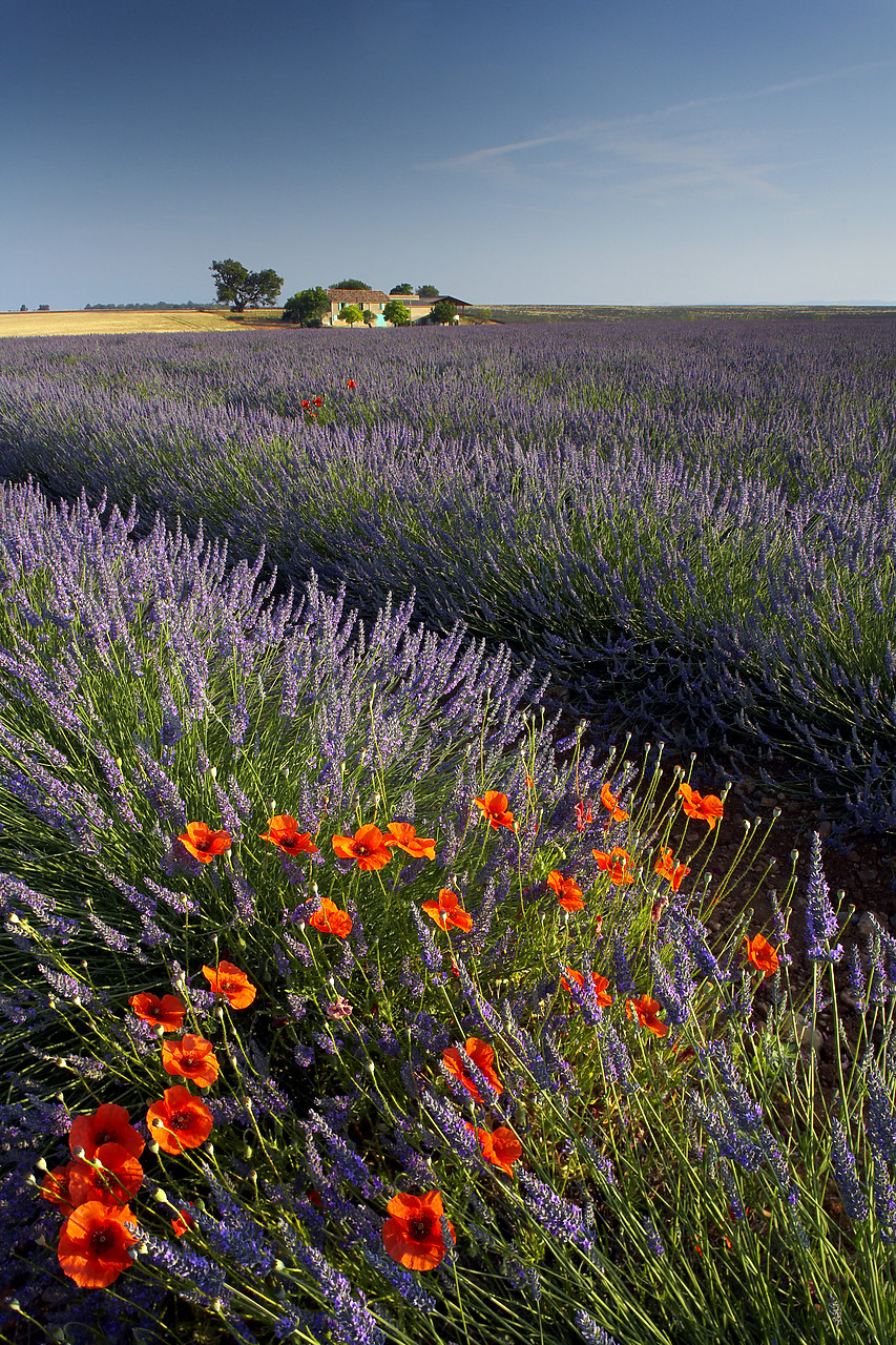 #080128-2 - Villa & Field of Lavender, near Valensole, Alpes de Haute, Provence, France
