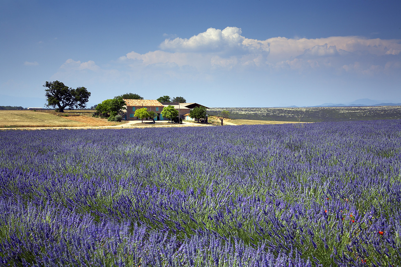 #080129-1 - Villa & Field of Lavender, near Valensole, Alpes de Haute, Provence, France