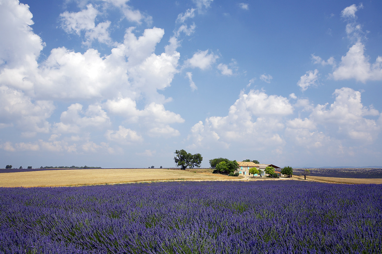 #080130-1 - Villa & Field of Lavender, near Valensole, Alpes de Haute, Provence, France
