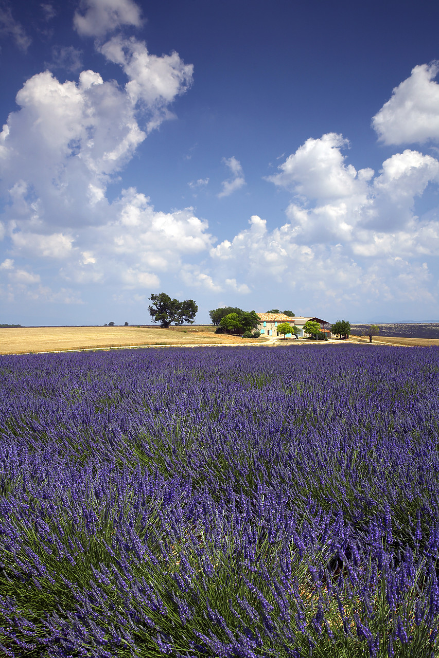 #080130-2 - Villa & Field of Lavender, near Valensole, Alpes de Haute, Provence, France